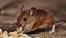 24 Hour & Emergency Exterminators in Harmony, NC